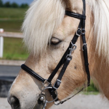 Nordic Horse Wanderreithalfter